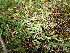  ( - EDNA24-0066476)  @11 [ ] CreativeCommons  Attribution Non-Commercial Share-Alike (2025) David Belll Royal Botanic Garden Edinburgh