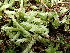  ( - EDNA24-0066476)  @11 [ ] CreativeCommons  Attribution Non-Commercial Share-Alike (2025) David Belll Royal Botanic Garden Edinburgh