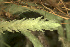  ( - EDNA24-0066476)  @11 [ ] CreativeCommons  Attribution Non-Commercial Share-Alike (2025) David Belll Royal Botanic Garden Edinburgh