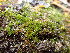  ( - EDNA24-0066469)  @11 [ ] CreativeCommons  Attribution Non-Commercial Share-Alike (2025) David Belll Royal Botanic Garden Edinburgh