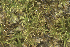  ( - EDNA24-0066469)  @11 [ ] CreativeCommons  Attribution Non-Commercial Share-Alike (2025) David Belll Royal Botanic Garden Edinburgh