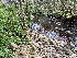  ( - EDNA24-0066473)  @11 [ ] CreativeCommons  Attribution Non-Commercial Share-Alike (2025) David Belll Royal Botanic Garden Edinburgh