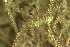  ( - EDNA24-0066473)  @11 [ ] CreativeCommons  Attribution Non-Commercial Share-Alike (2025) David Belll Royal Botanic Garden Edinburgh