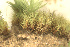  ( - EDNA24-0066472)  @11 [ ] CreativeCommons  Attribution Non-Commercial Share-Alike (2025) David Belll Royal Botanic Garden Edinburgh