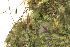  ( - EDNA24-0066475)  @11 [ ] CreativeCommons  Attribution Non-Commercial Share-Alike (2025) David Belll Royal Botanic Garden Edinburgh