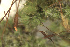  ( - EDNA24-0066475)  @11 [ ] CreativeCommons  Attribution Non-Commercial Share-Alike (2025) David Belll Royal Botanic Garden Edinburgh