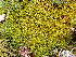  ( - EDNA24-0066537)  @11 [ ] CreativeCommons  Attribution Non-Commercial Share-Alike (2025) David Belll Royal Botanic Garden Edinburgh