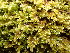  ( - EDNA24-0066537)  @11 [ ] CreativeCommons  Attribution Non-Commercial Share-Alike (2025) David Belll Royal Botanic Garden Edinburgh