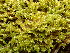  ( - EDNA24-0066537)  @11 [ ] CreativeCommons  Attribution Non-Commercial Share-Alike (2025) David Belll Royal Botanic Garden Edinburgh