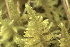  ( - EDNA24-0066537)  @11 [ ] CreativeCommons  Attribution Non-Commercial Share-Alike (2025) David Belll Royal Botanic Garden Edinburgh