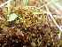  ( - EDNA24-0066538)  @11 [ ] CreativeCommons  Attribution Non-Commercial Share-Alike (2025) David Belll Royal Botanic Garden Edinburgh