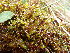  ( - EDNA24-0066538)  @11 [ ] CreativeCommons  Attribution Non-Commercial Share-Alike (2025) David Belll Royal Botanic Garden Edinburgh