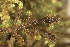  ( - EDNA24-0066538)  @11 [ ] CreativeCommons  Attribution Non-Commercial Share-Alike (2025) David Belll Royal Botanic Garden Edinburgh