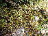  ( - EDNA24-0066542)  @11 [ ] CreativeCommons  Attribution Non-Commercial Share-Alike (2025) David Belll Royal Botanic Garden Edinburgh