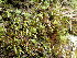 ( - EDNA24-0066542)  @11 [ ] CreativeCommons  Attribution Non-Commercial Share-Alike (2025) David Belll Royal Botanic Garden Edinburgh