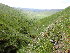  ( - EDNA24-0066542)  @11 [ ] CreativeCommons  Attribution Non-Commercial Share-Alike (2025) David Belll Royal Botanic Garden Edinburgh