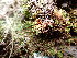  ( - EDNA24-0066544)  @11 [ ] CreativeCommons  Attribution Non-Commercial Share-Alike (2025) David Belll Royal Botanic Garden Edinburgh