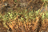  ( - EDNA24-0066544)  @11 [ ] CreativeCommons  Attribution Non-Commercial Share-Alike (2025) David Belll Royal Botanic Garden Edinburgh