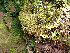 ( - EDNA24-0066545)  @11 [ ] CreativeCommons  Attribution Non-Commercial Share-Alike (2025) David Belll Royal Botanic Garden Edinburgh