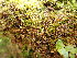  ( - EDNA24-0066545)  @11 [ ] CreativeCommons  Attribution Non-Commercial Share-Alike (2025) David Belll Royal Botanic Garden Edinburgh