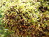  ( - EDNA24-0066545)  @11 [ ] CreativeCommons  Attribution Non-Commercial Share-Alike (2025) David Belll Royal Botanic Garden Edinburgh