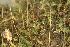  ( - EDNA24-0066545)  @11 [ ] CreativeCommons  Attribution Non-Commercial Share-Alike (2025) David Belll Royal Botanic Garden Edinburgh