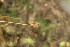  ( - EDNA24-0066545)  @11 [ ] CreativeCommons  Attribution Non-Commercial Share-Alike (2025) David Belll Royal Botanic Garden Edinburgh