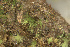  ( - EDNA24-0066545)  @11 [ ] CreativeCommons  Attribution Non-Commercial Share-Alike (2025) David Belll Royal Botanic Garden Edinburgh