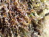  ( - EDNA24-0066543)  @11 [ ] CreativeCommons  Attribution Non-Commercial Share-Alike (2025) David Belll Royal Botanic Garden Edinburgh