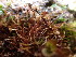  ( - EDNA24-0066543)  @11 [ ] CreativeCommons  Attribution Non-Commercial Share-Alike (2025) David Belll Royal Botanic Garden Edinburgh
