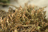  ( - EDNA24-0066543)  @11 [ ] CreativeCommons  Attribution Non-Commercial Share-Alike (2025) David Belll Royal Botanic Garden Edinburgh