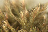  ( - EDNA24-0066543)  @11 [ ] CreativeCommons  Attribution Non-Commercial Share-Alike (2025) David Belll Royal Botanic Garden Edinburgh