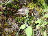  ( - EDNA24-0066653)  @11 [ ] CreativeCommons  Attribution Non-Commercial Share-Alike (2025) David Belll Royal Botanic Garden Edinburgh