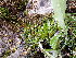  ( - EDNA24-0066653)  @11 [ ] CreativeCommons  Attribution Non-Commercial Share-Alike (2025) David Belll Royal Botanic Garden Edinburgh