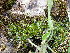  ( - EDNA24-0066653)  @11 [ ] CreativeCommons  Attribution Non-Commercial Share-Alike (2025) David Belll Royal Botanic Garden Edinburgh