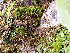  ( - EDNA24-0066653)  @11 [ ] CreativeCommons  Attribution Non-Commercial Share-Alike (2025) David Belll Royal Botanic Garden Edinburgh