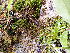  ( - EDNA24-0066653)  @11 [ ] CreativeCommons  Attribution Non-Commercial Share-Alike (2025) David Belll Royal Botanic Garden Edinburgh