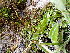  ( - EDNA24-0066653)  @11 [ ] CreativeCommons  Attribution Non-Commercial Share-Alike (2025) David Belll Royal Botanic Garden Edinburgh