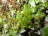  ( - EDNA24-0066653)  @11 [ ] CreativeCommons  Attribution Non-Commercial Share-Alike (2025) David Belll Royal Botanic Garden Edinburgh