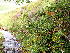  ( - EDNA24-0066653)  @11 [ ] CreativeCommons  Attribution Non-Commercial Share-Alike (2025) David Belll Royal Botanic Garden Edinburgh
