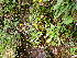  ( - EDNA24-0066653)  @11 [ ] CreativeCommons  Attribution Non-Commercial Share-Alike (2025) David Belll Royal Botanic Garden Edinburgh