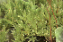  ( - EDNA24-0066653)  @11 [ ] CreativeCommons  Attribution Non-Commercial Share-Alike (2025) David Belll Royal Botanic Garden Edinburgh