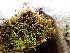  ( - EDNA24-0066655)  @11 [ ] CreativeCommons  Attribution Non-Commercial Share-Alike (2025) David Belll Royal Botanic Garden Edinburgh