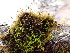  ( - EDNA24-0066655)  @11 [ ] CreativeCommons  Attribution Non-Commercial Share-Alike (2025) David Belll Royal Botanic Garden Edinburgh