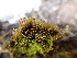  ( - EDNA24-0066655)  @11 [ ] CreativeCommons  Attribution Non-Commercial Share-Alike (2025) David Belll Royal Botanic Garden Edinburgh