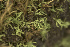 ( - EDNA24-0066655)  @11 [ ] CreativeCommons  Attribution Non-Commercial Share-Alike (2025) David Belll Royal Botanic Garden Edinburgh