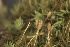  ( - EDNA24-0066655)  @11 [ ] CreativeCommons  Attribution Non-Commercial Share-Alike (2025) David Belll Royal Botanic Garden Edinburgh