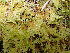  ( - EDNA24-0066658)  @11 [ ] CreativeCommons  Attribution Non-Commercial Share-Alike (2025) David Belll Royal Botanic Garden Edinburgh