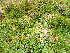  ( - EDNA24-0066658)  @11 [ ] CreativeCommons  Attribution Non-Commercial Share-Alike (2025) David Belll Royal Botanic Garden Edinburgh