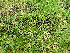  ( - EDNA24-0066660)  @11 [ ] CreativeCommons  Attribution Non-Commercial Share-Alike (2025) David Belll Royal Botanic Garden Edinburgh